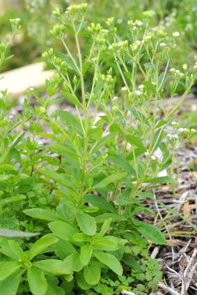 stevia plants