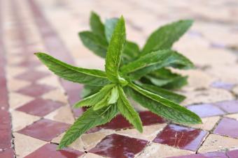 https://cf.ltkcdn.net/herbs/images/slide/145533-850x567r1-bunch-of-mint.jpg