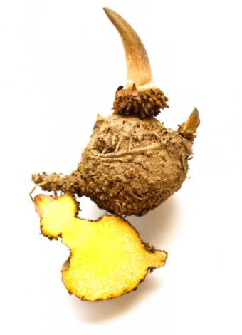 Konjac root