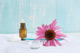 Globules and blossom of purple coneflower