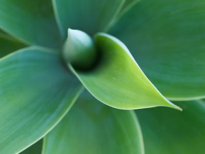agave plant