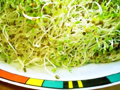 Alfalfanutrients.jpg