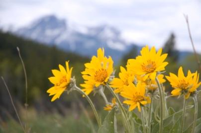 Arnica,homeopathic