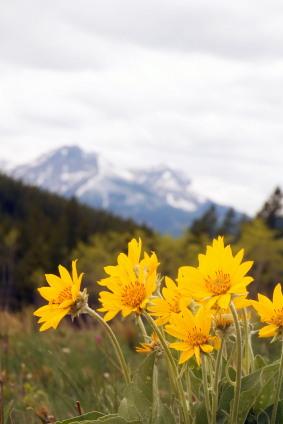 arnica montana