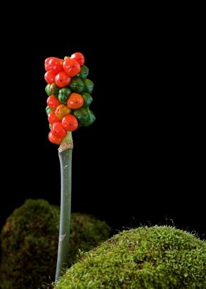Arum maculatum can be used as a herbal remedy with caution.