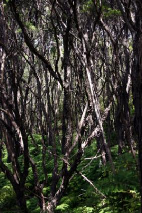 Australian tea tree