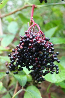 Black Elderberries