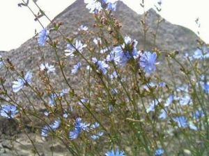 chicory