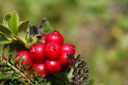 cranberries, cranberry plant