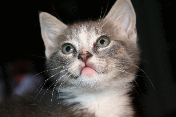 Consult a veterinarian before administering herbs