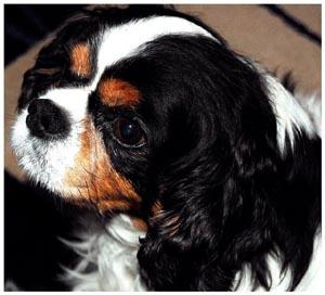 Healthy dog