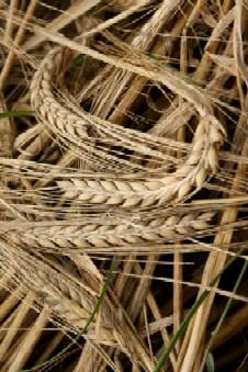 Dry_Mowed_Barley.jpg
