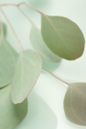 Cineole, extracted from eucalyptus, provides sinus relief