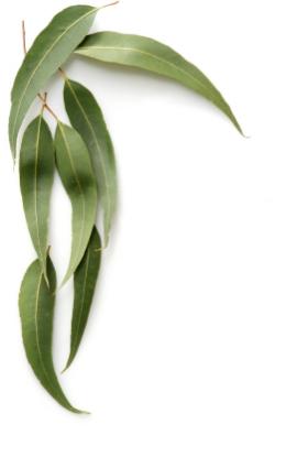 Leaves of the eucalyptus tree