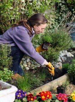 Gardening with thyme