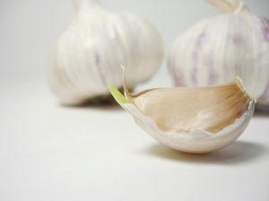 Garlic is a popular medicinal herb