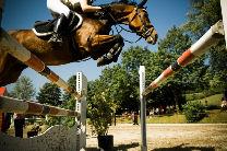 Horses2.jpg