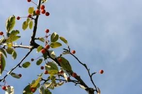 MaquiBerry2.jpg
