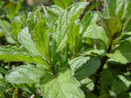 Mint is easy to grow