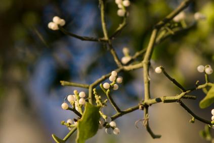 Mistletoe has a long history in myth and legend.