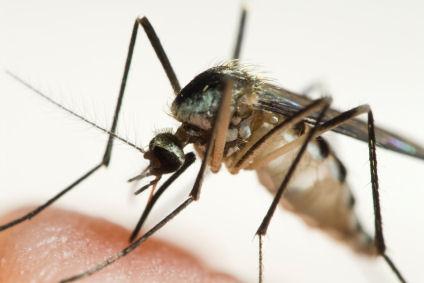 Mosquito Remedy