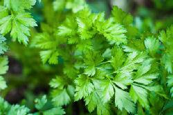 Use dried parsley in home remedies.