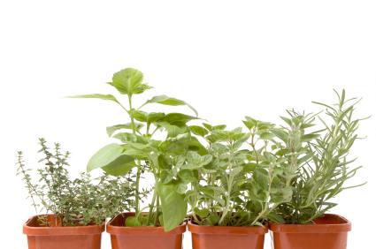 Potted herbs for your garden