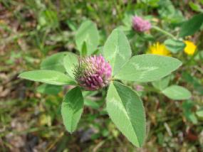 Red clover treats menopause symptoms.