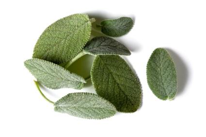 Salvia.jpg