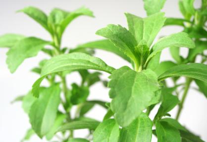 Stevia is useful for [Herbs_for_Diabetes