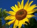 Sometimes Herbal Remedies Can Help
