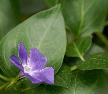 Vina major or periwinkle is a traditional herbal remedy.