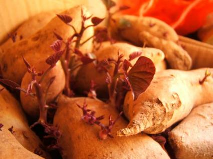 Wild yam