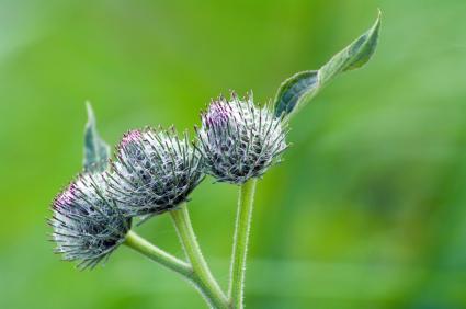 Burdock seed head