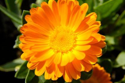 Calendula officinalis