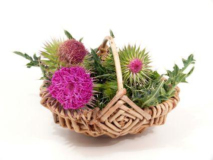 Milk Thistle basket
