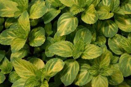 Oregano leaves