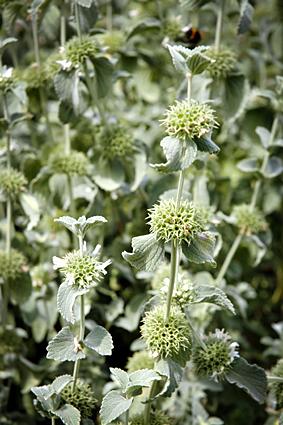 Horehound