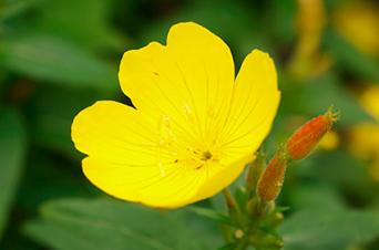 Evening Primrose