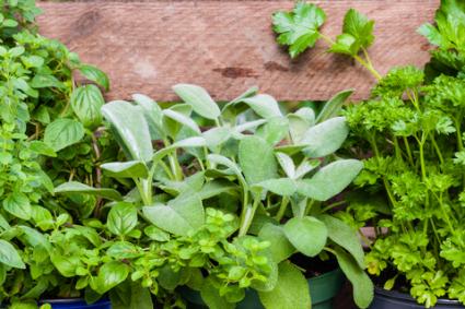 Culinary herb garden; © Cornelia Pithart | Dreamstime.com
