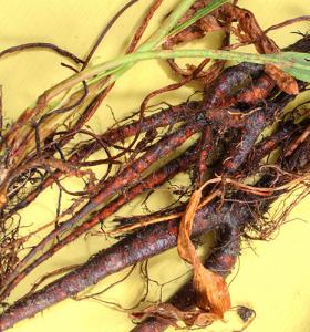 Yellow Dock Root; © Czuber | Dreamstime.com