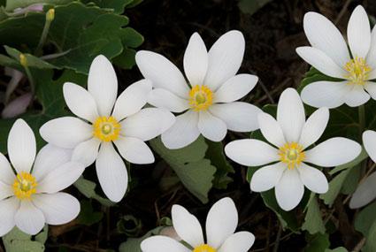 Bloodroot (Sanguinaria canadensis) in bloom
