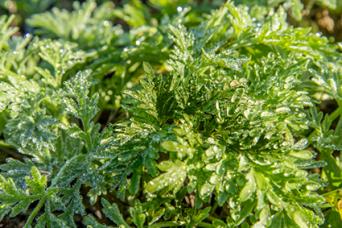 Wormwood
