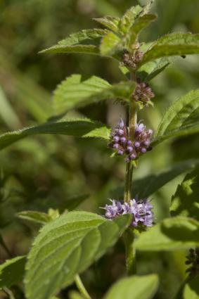 pennyroyal