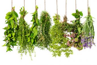 Hanging Herbs