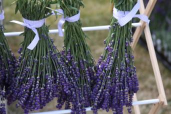 Drying Lavender