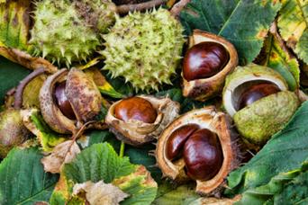 Horse Chestnut