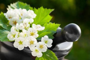 Hawthorn Flower