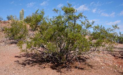 Creosote bush, Larrea tridentata