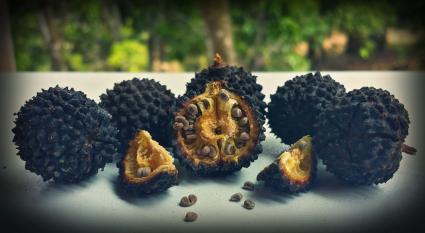 Mutamba Fruit